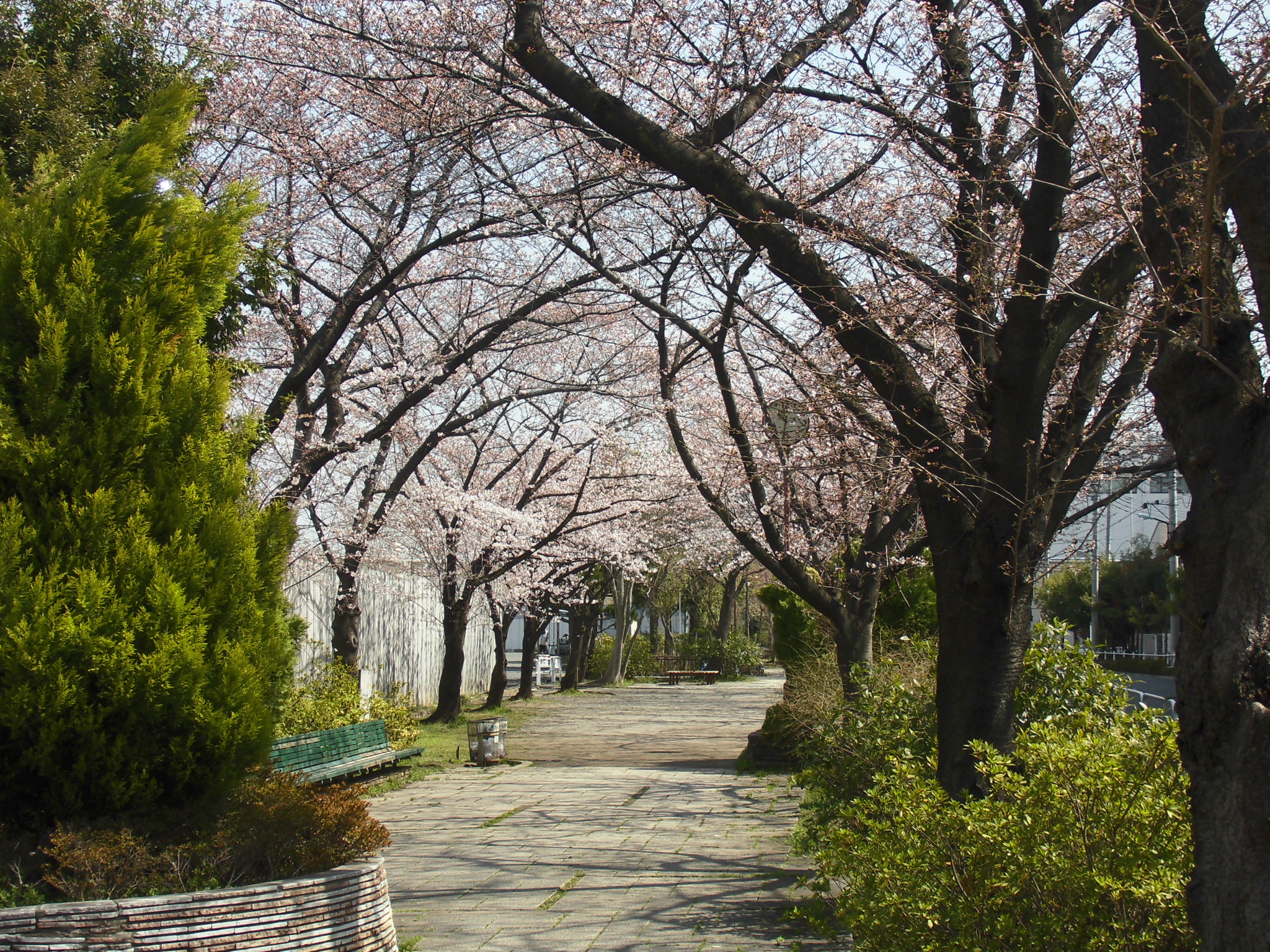 春本番　桜の季節